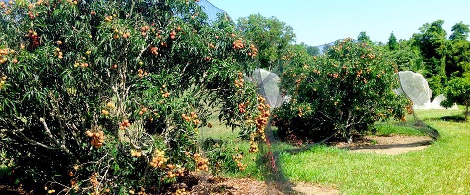 Mission-Beach-Slider-Image-15