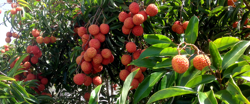 Mission-Beach-Slider-Image-16