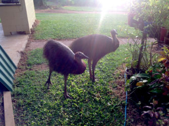 Adolescent-Cassowaries-visiting-the-garden