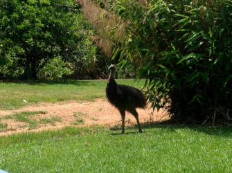 Adult-Cassowary-visitor