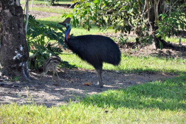 Cassowary-Dad-and-chick-in-orchard