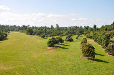 Kwai-Mae-Pink-Lychee-Orchards