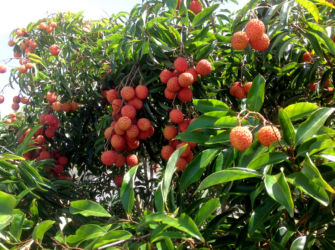 Lychees-ready-to-pick