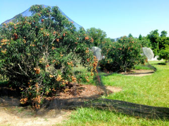 Netted-Lychee-Trees