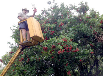 Picking-Rambutan-2016