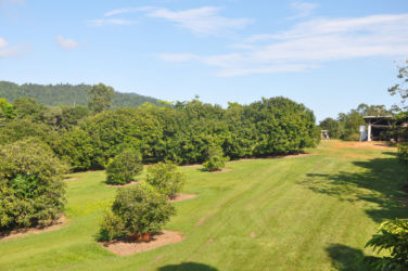 Taxiway-with-Rambutan-on-left