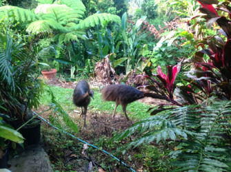 Young-Cassowaries-wandering-through-the-garden
