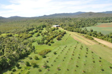 Young-Kwai-Mae-Pink-Lychees-2014